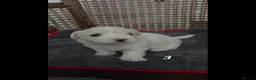 Coton De Tulear dogs for sale: Gorgeous Coton de Tulear puppies KC registered - Advert 12