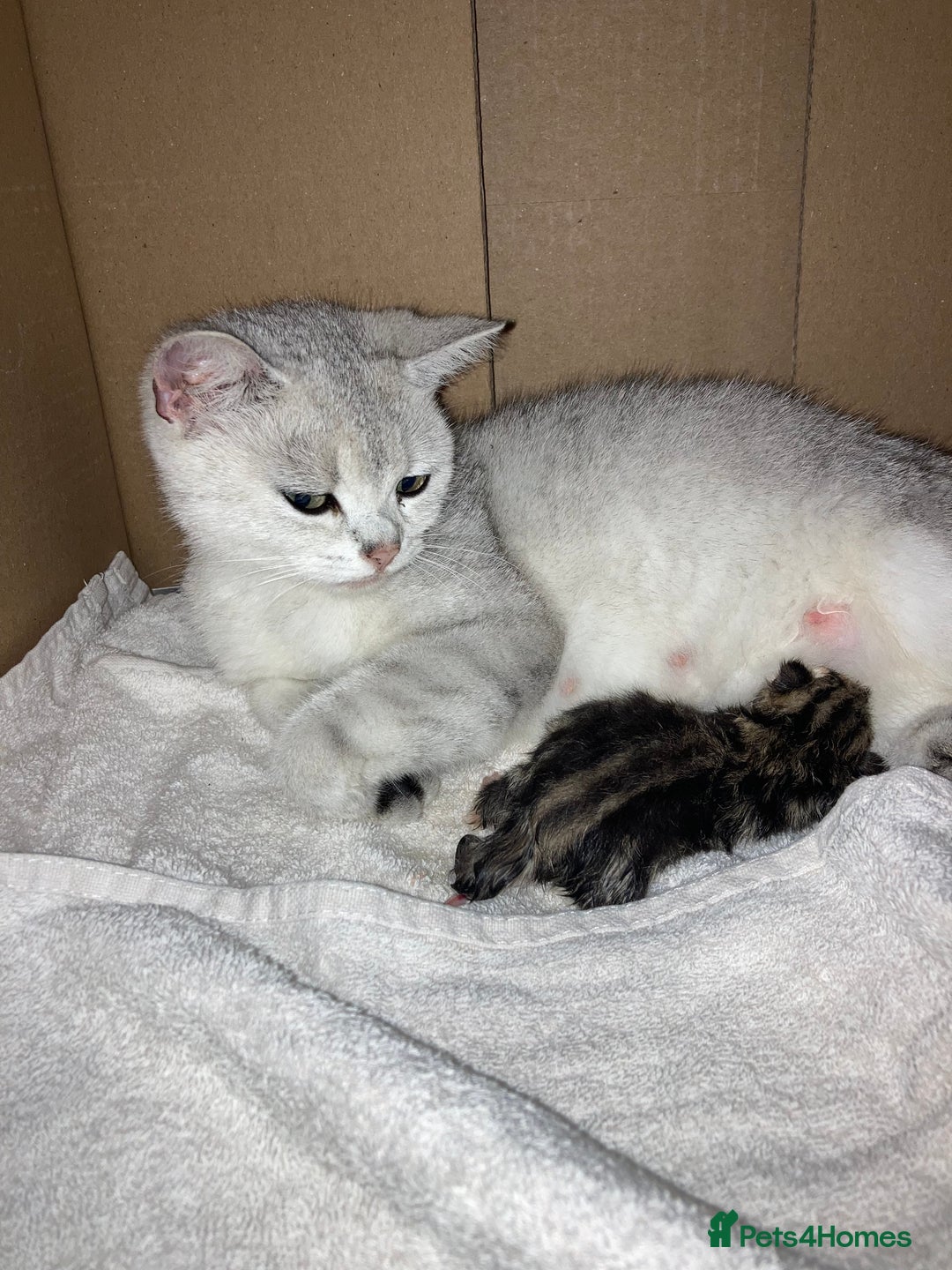 British Shorthair cats for sale: 2 beautiful fluffy kittens - Advert 1