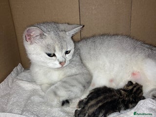 British Shorthair cats 2 beautiful fluffy kittens - Advert 9