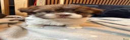 Mi-Ki dogs for sale: Mi-Ki toy breed puppy - Advert 5