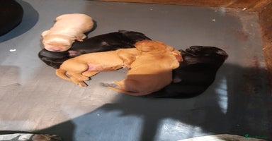 Labrador Retriever dogs - Advert 1