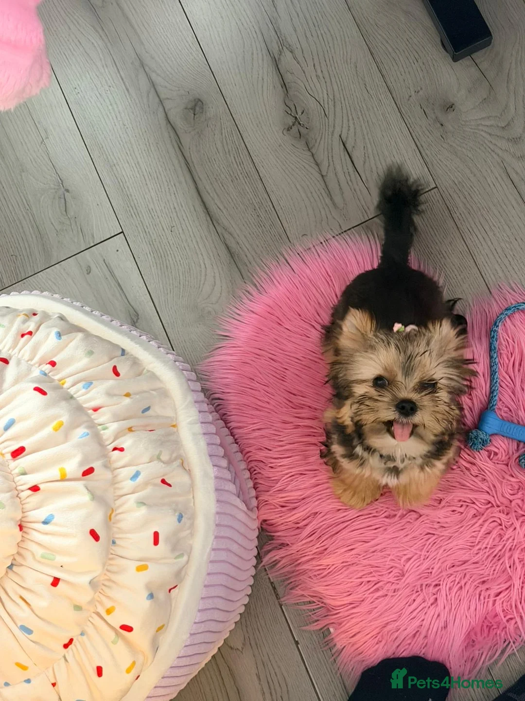Yorkshire Terrier dogs for sale: Toy Yorkshire Terrier Female – Available 🐶✨ 🎀 - Advert 11