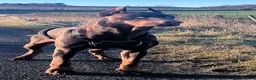 Dobermann dogs for sale: Exceptional Pedigree Doberman pups for sale  in Burntisland - Advert 5
