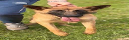 Mixed Breed dogs for sale: Shepinois bitch  - Advert 3