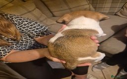 Jug dogs for sale: Jack russel x pug - Advert 7