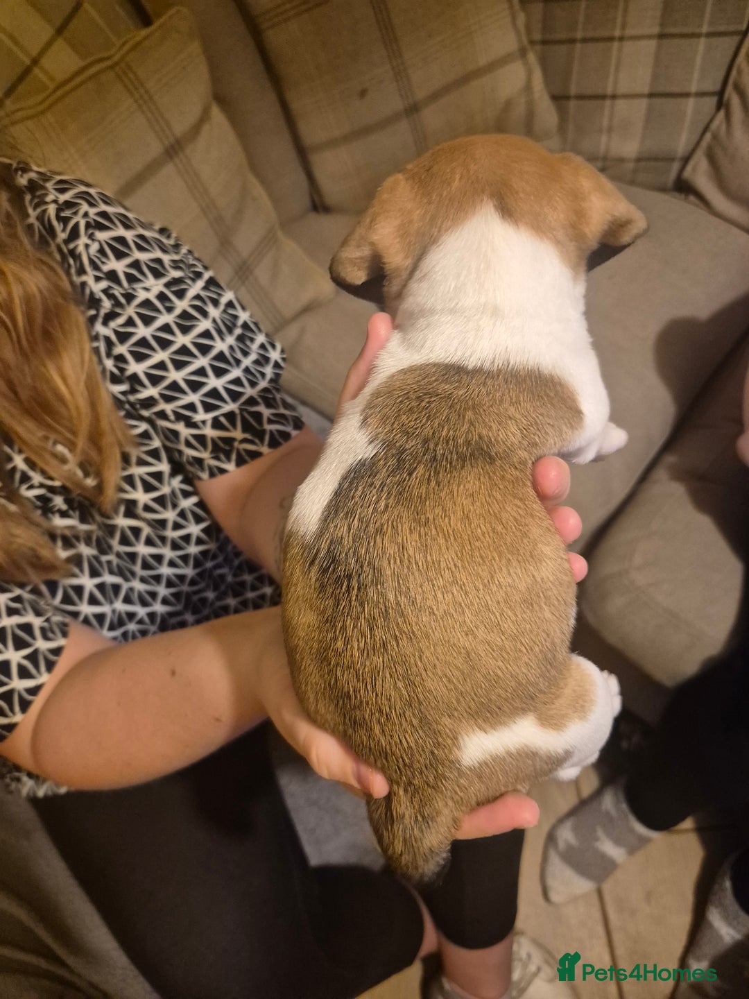 Jug dogs for sale: Jack russel x pug - Advert 7