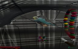 Budgerigars birds for sale: 2 budgies with full set up  - Image 10