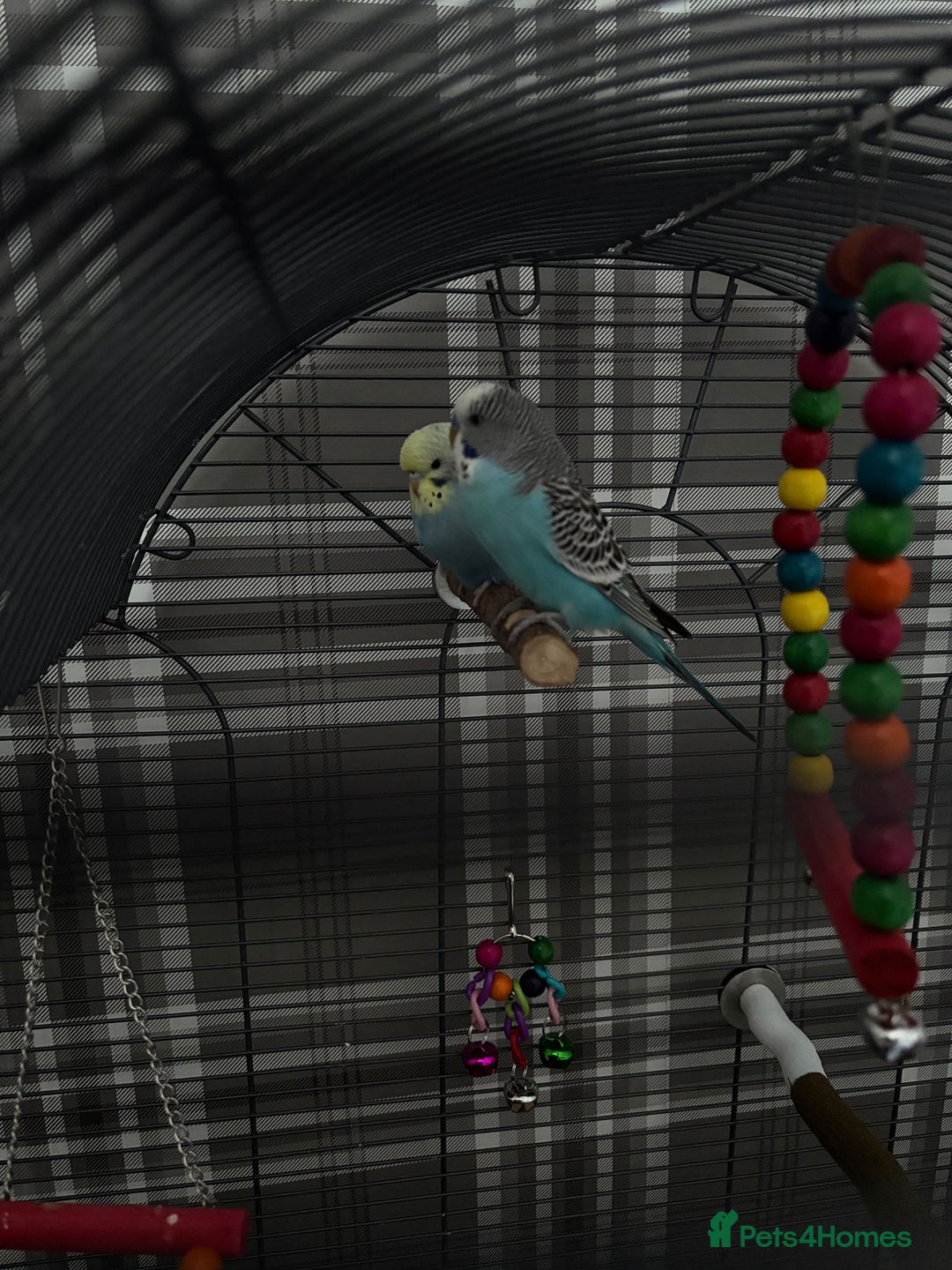 Budgerigars birds for sale: 2 budgies with full set up  - Image 10