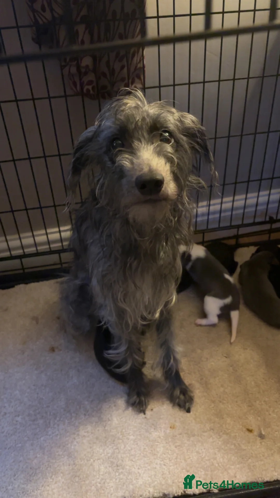 Mixed Breed dogs for sale: 3/4 whippet 1/4 Bedlington puppies  in Chester - Advert 5