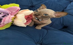 Sphynx cats for sale: TICA Adorable Kittens❤️Parents HCM Clear  - Image 3