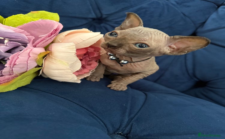 Sphynx cats - Advert 3