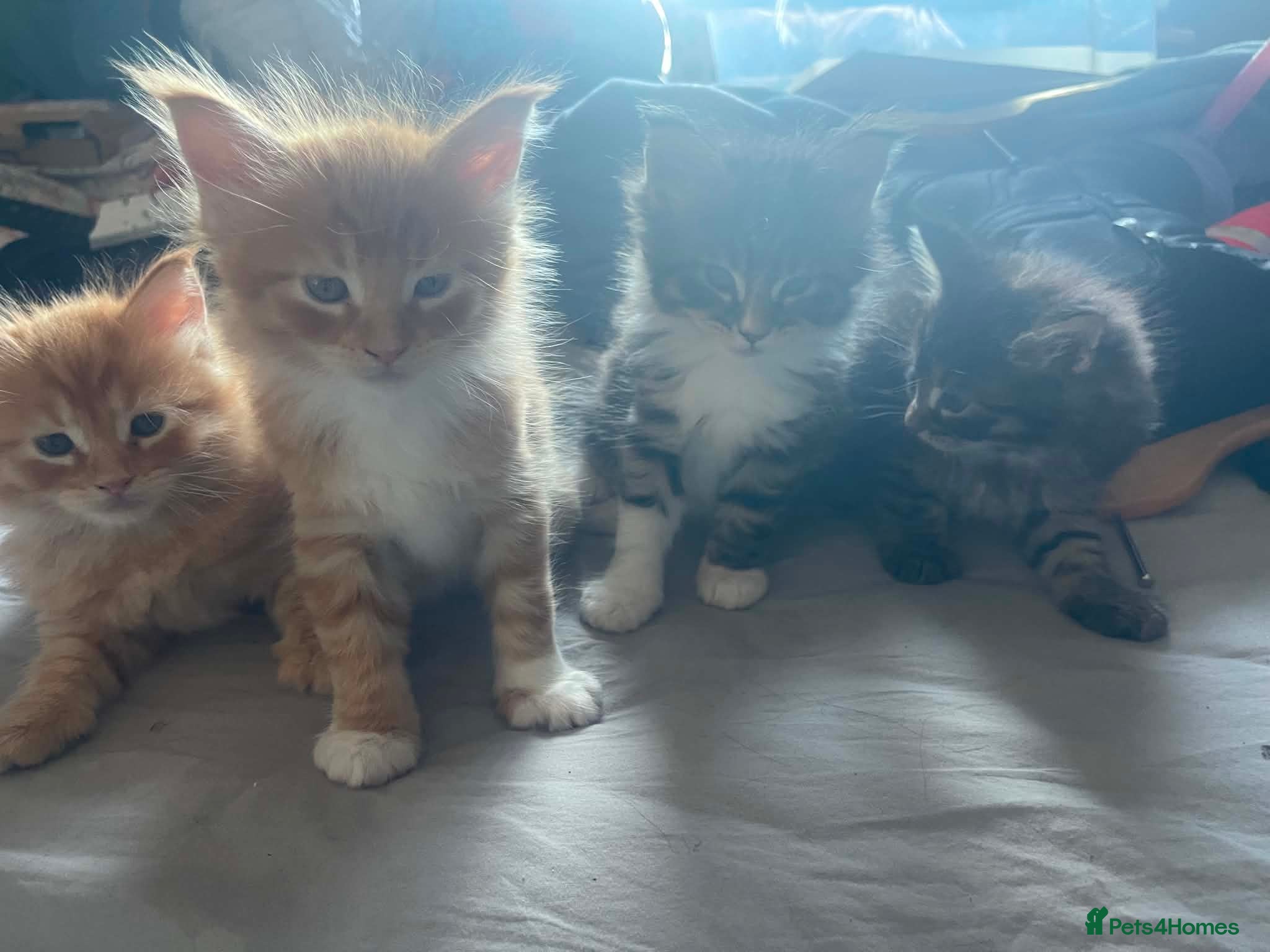 Maine Coon cats for sale: Maine coon kittens - Advert 12