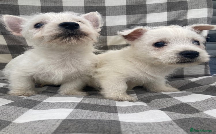 West Highland Terrier dogs - Advert 1