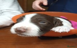 English Springer Spaniel dogs for sale: KC registered English Springer Spaniels - Image 6