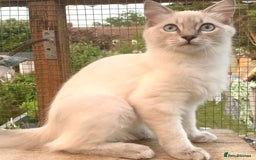 Ragdoll cats for sale: Ragdoll lynx point female kitten 5 months old   - Image 3