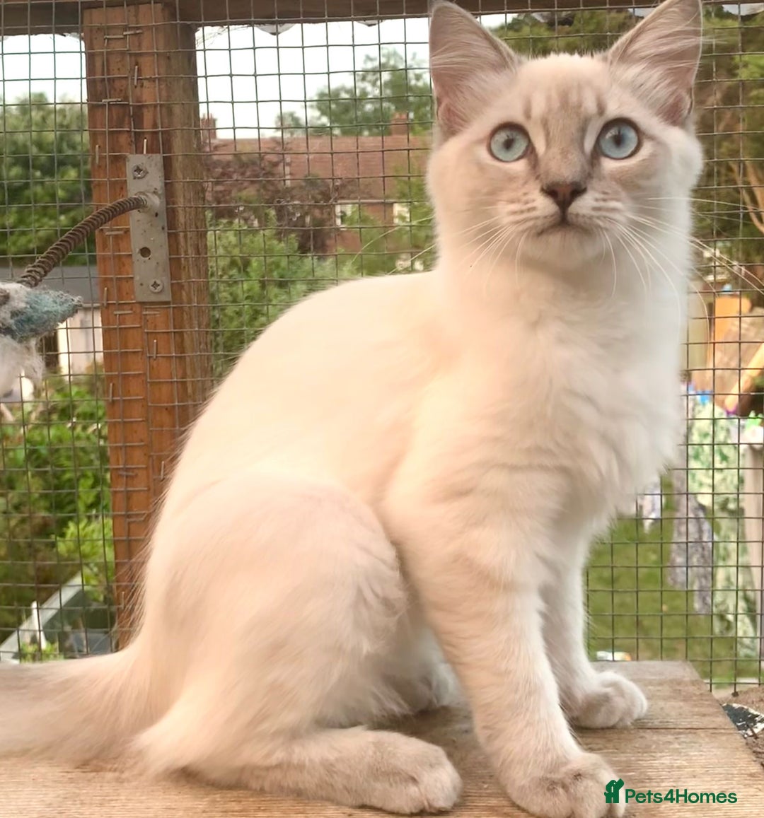 Ragdoll cats for sale: Ragdoll lynx point female kitten 5 months old   - Image 3