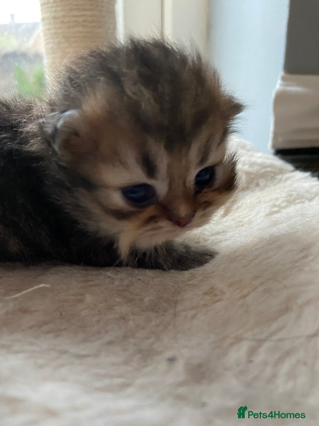 Persian cats for sale: Silver and golden chinchilla Persian kittens - Advert 15