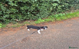 Sprollie dogs for sale: 11 week old male Sprollie - Image 1