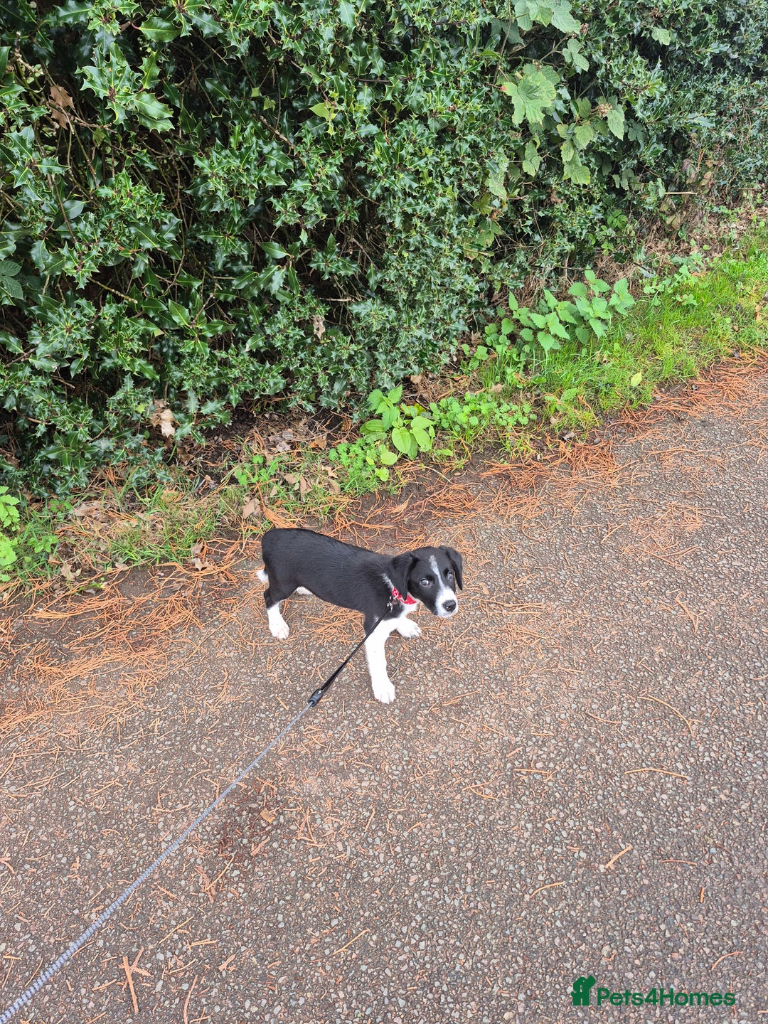 Sprollie dogs for sale: 11 week old male Sprollie - Image 1