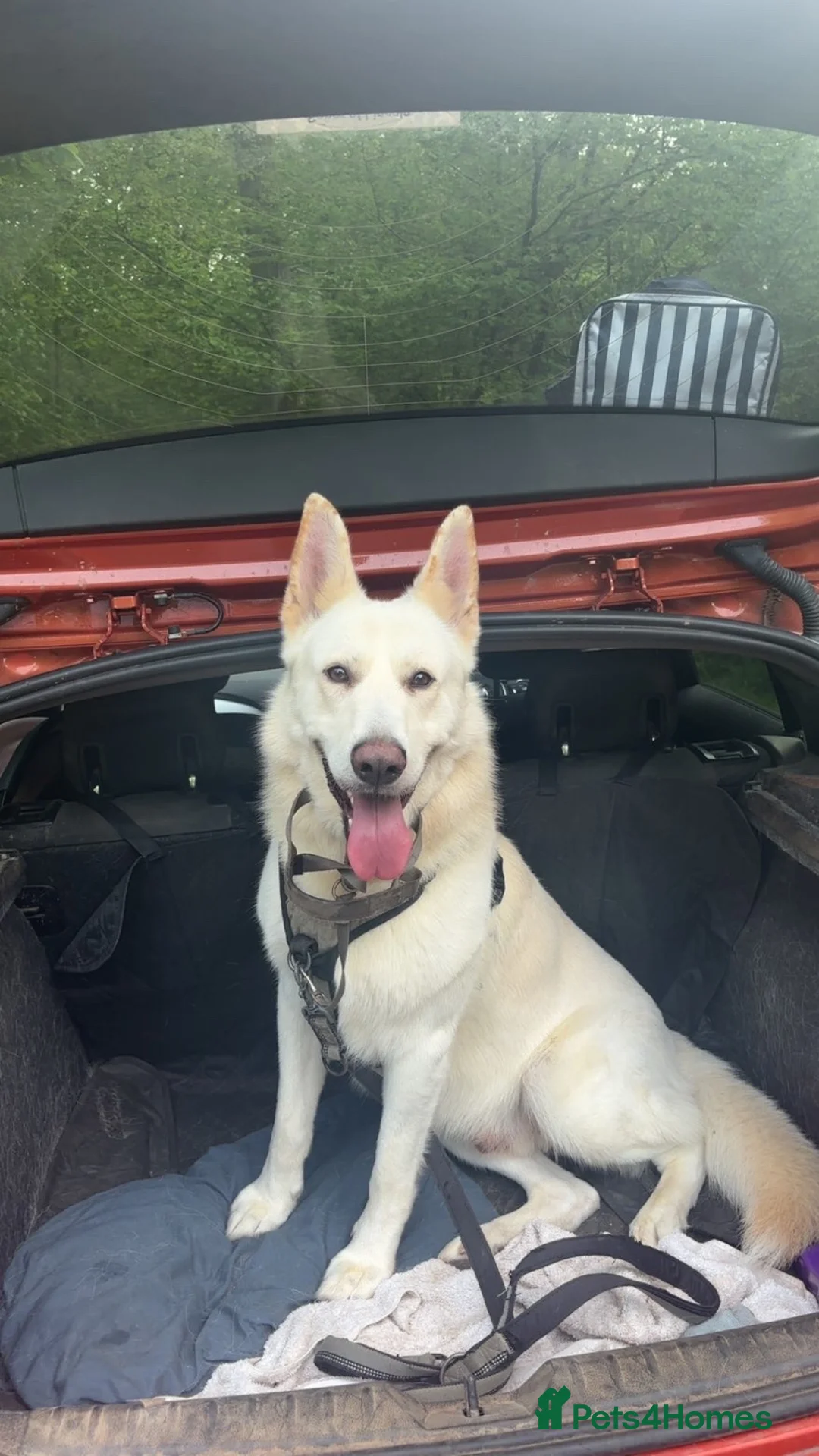 German Shepherd dogs for stud: ⭐️*RARE WHITE* GSD 4 Stud ⭐️ in Enfield - Advert 2