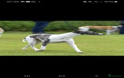 Whippet dogs for sale: ✅️ Ready to leave - KC whippets 🧡 - Image 37