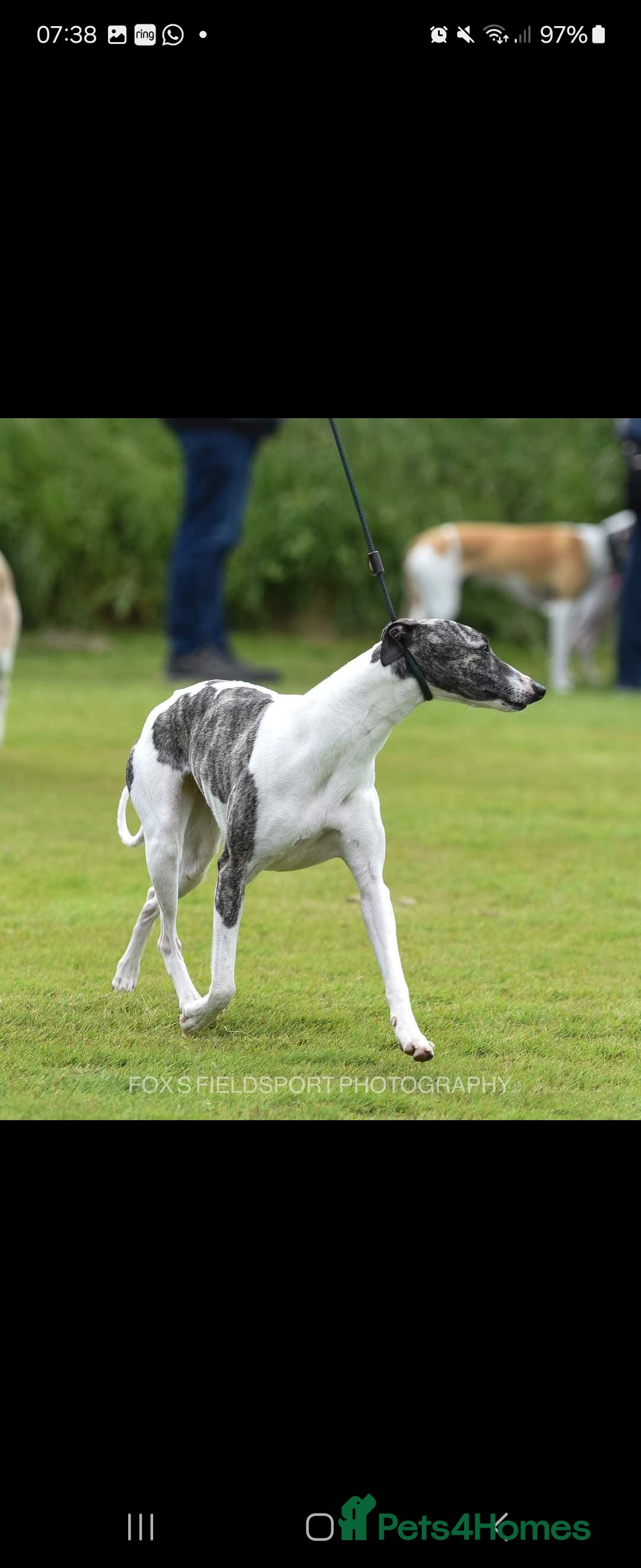 Whippet dogs for sale: ✅️ Ready to leave - KC whippets 🧡 - Image 37