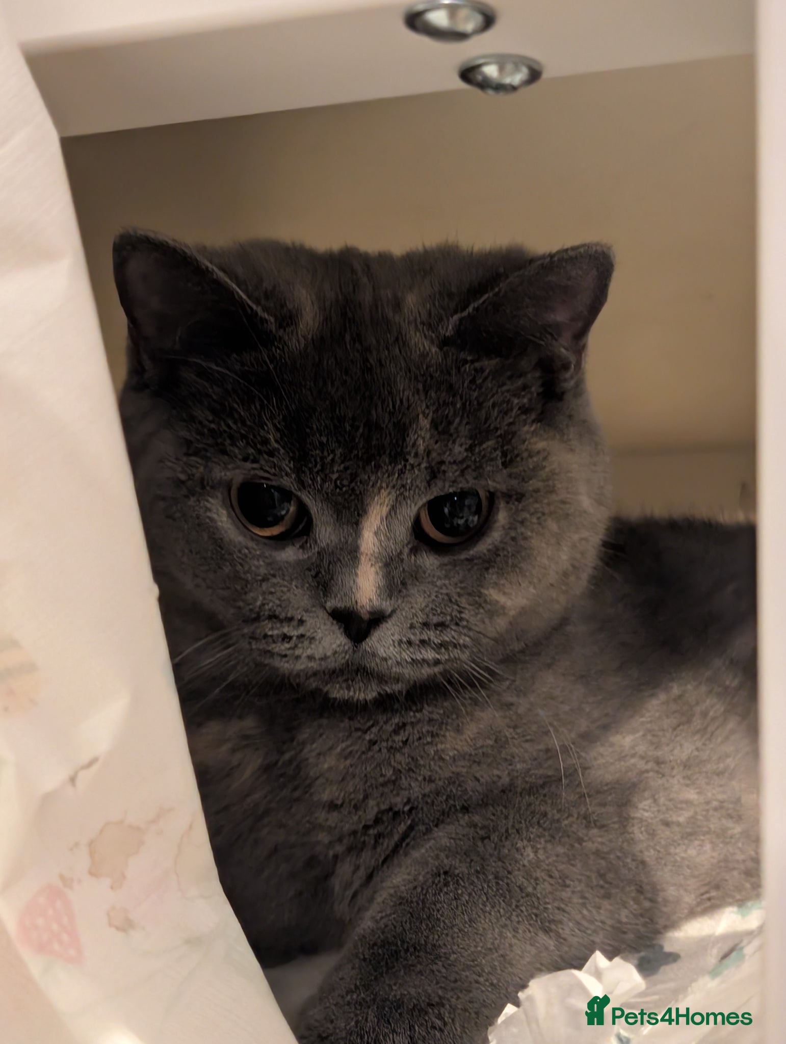 British Shorthair cats Blue British short hair female cat 10 months old - Advert 5