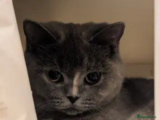 British Shorthair cats Blue British short hair female cat 10 months old - Advert 5