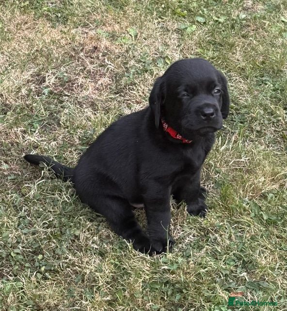 Labrador Retriever dogs Exceptional KC Reg Black Labs. Born 25 July.  - Advert 2