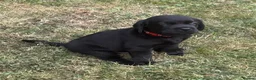 Labrador Retriever dogs for sale: Black Labradors: Raised in our loving family home - Advert 15