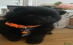 Pomeranian dogs for sale: Pomeranian puppies  - Image 29