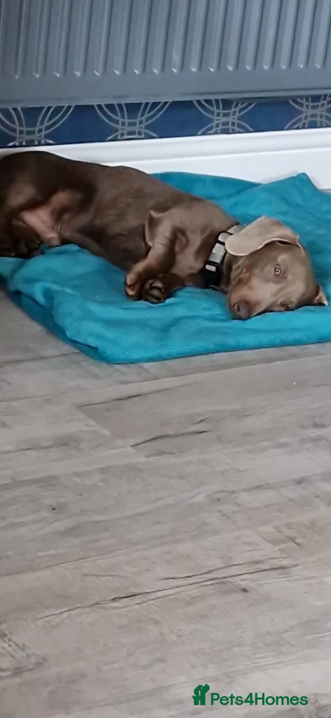 Dachshund dogs for stud: Isabella shorthaird dachshund PROVEN STUD - Advert 3