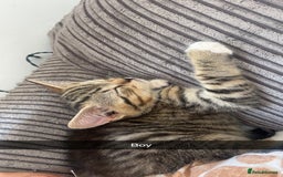 Mixed Breed cats for sale: 3 kittens urgently looking for new home  - Image 28