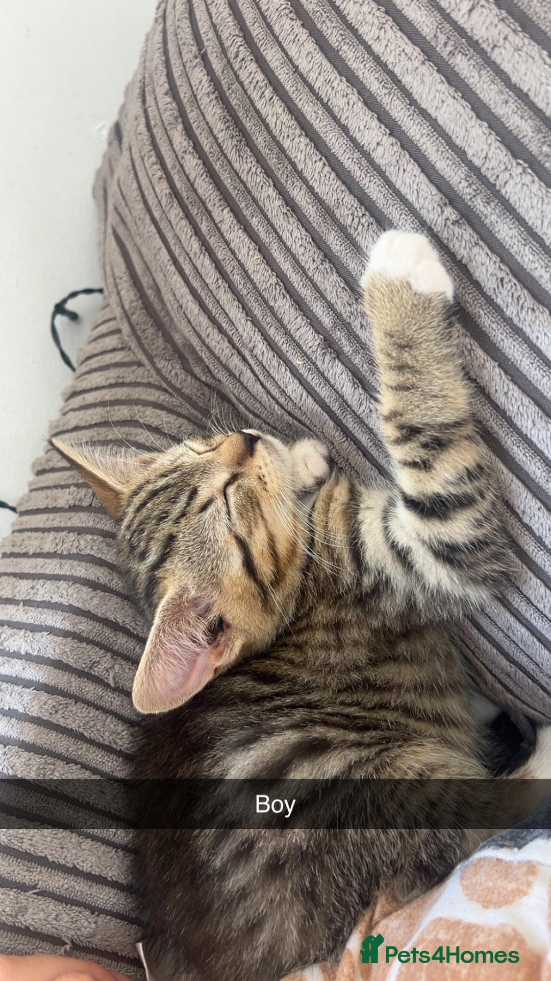 Mixed Breed cats for sale: 3 kittens urgently looking for new home  - Image 28
