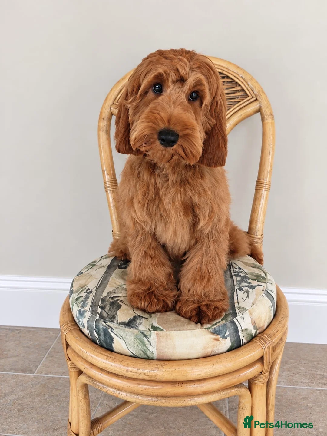 Cockapoo dogs for sale: Beautiful Cockapoo Girl - Advert 2