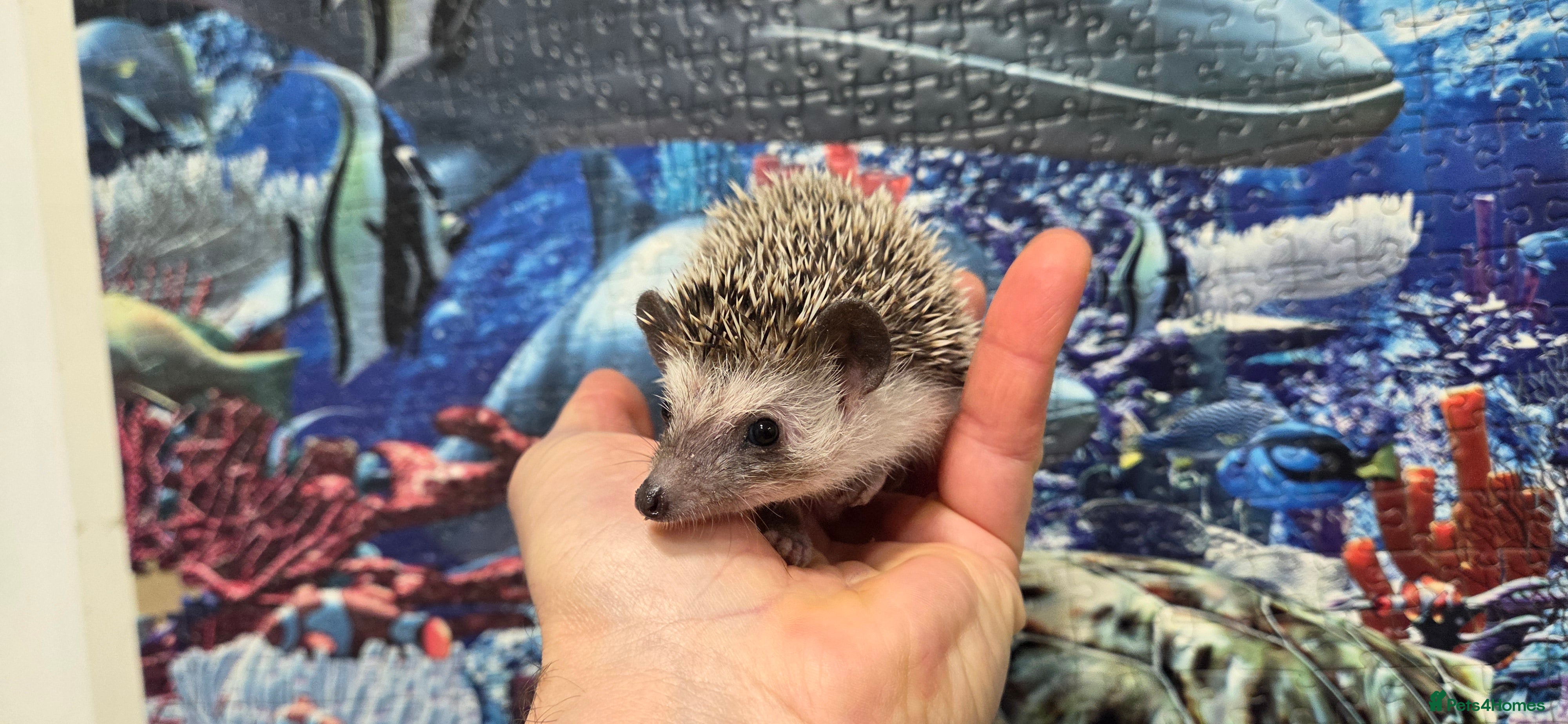 Pygmy Hedgehog rodents Males and a female pygmy hedgehogs - Advert 2