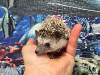 Pygmy Hedgehog rodents Males and a female pygmy hedgehogs - Advert 2