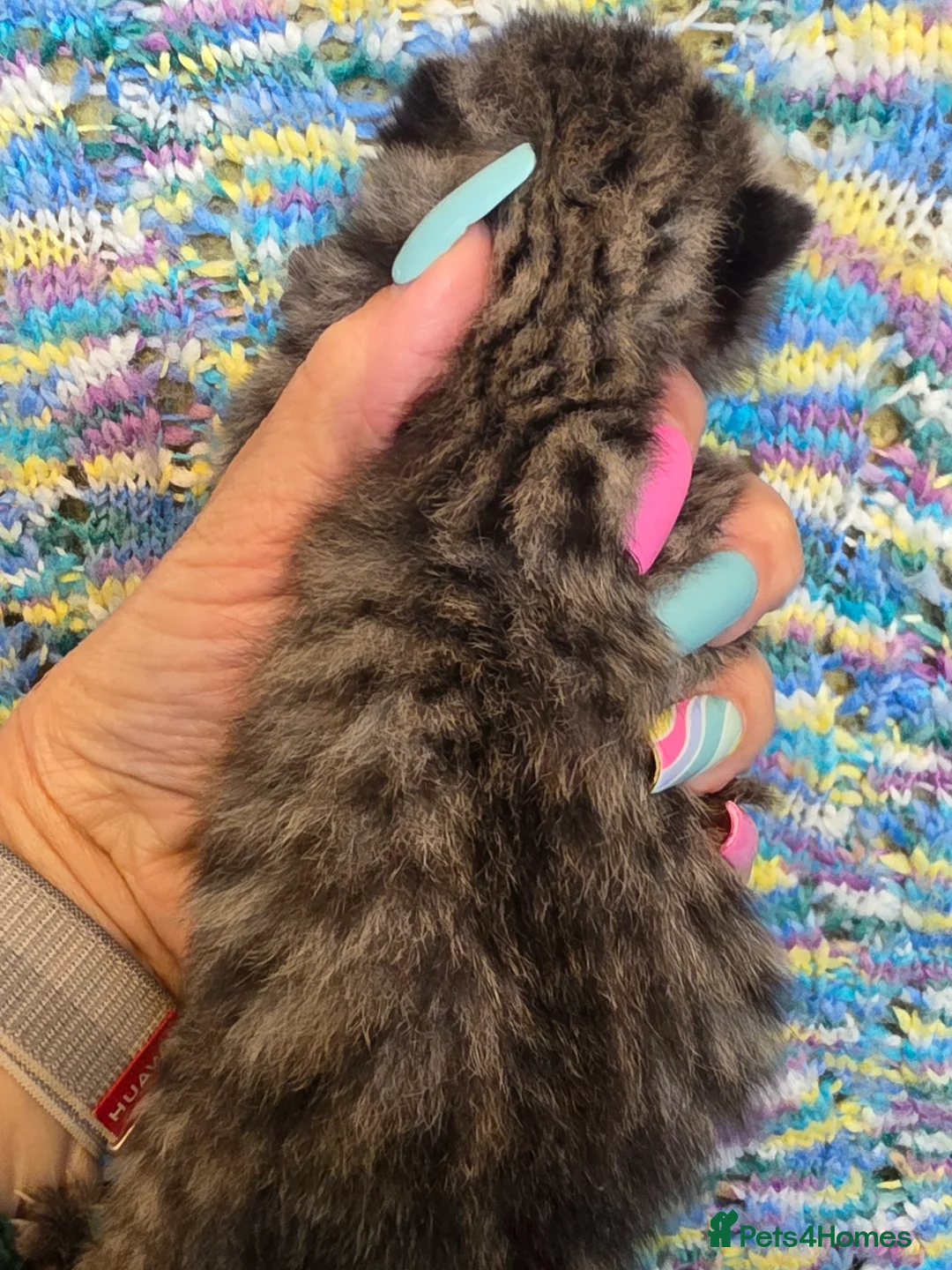 British Shorthair cats for sale: GCCF registered British shorthair kittens - Advert 10