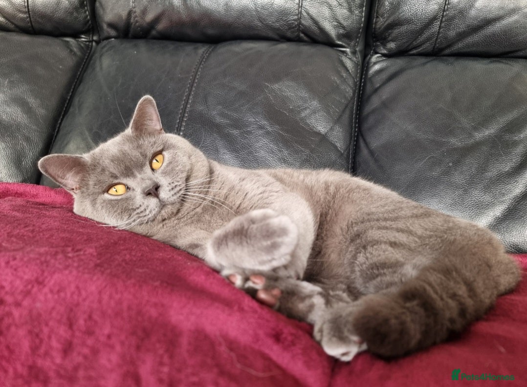 British Shorthair cats British Shorthair cat for stud  - Advert 18