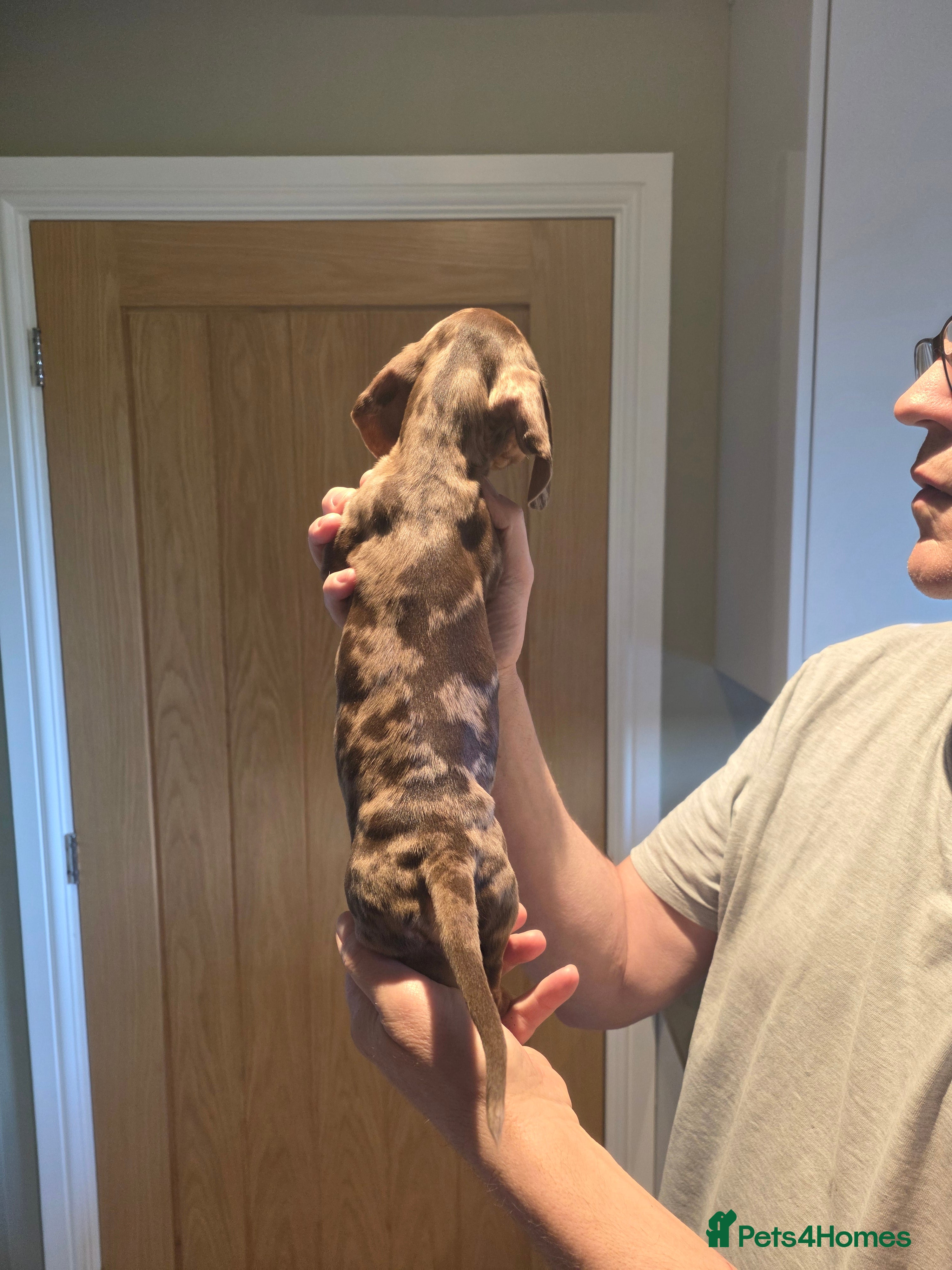 Miniature Dachshund dogs 6 stunning KC registered Pups  - Advert 2
