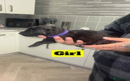 German Shepherd dogs for sale: German shepherd puppies  - Image 6