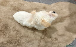 Maltipoo dogs for sale: Beautiful Maltipoo’s - Image 4