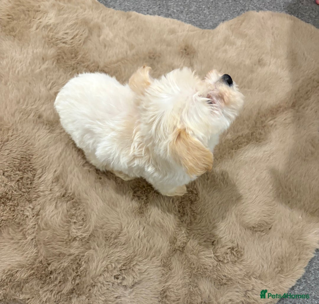 Maltipoo dogs for sale: Beautiful Maltipoo’s - Image 4