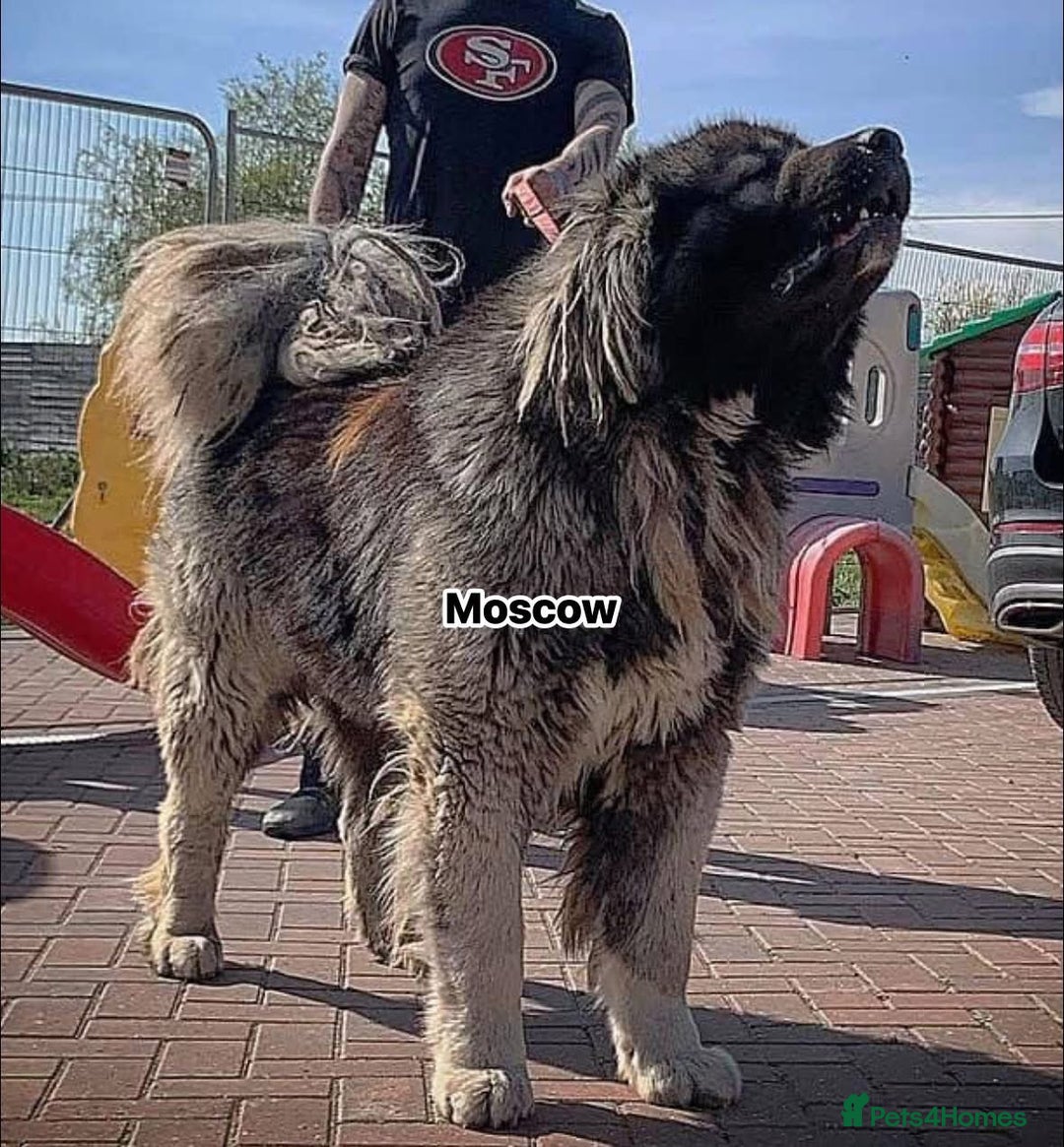Caucasian Shepherd Dog dogs for stud: 5⭐️RATED LICENSED. RUSSIAN IMPORT  - Image 3