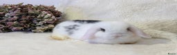 Mini Lop rabbits for sale: MiniLop Baby Boy ready now  - Advert 1