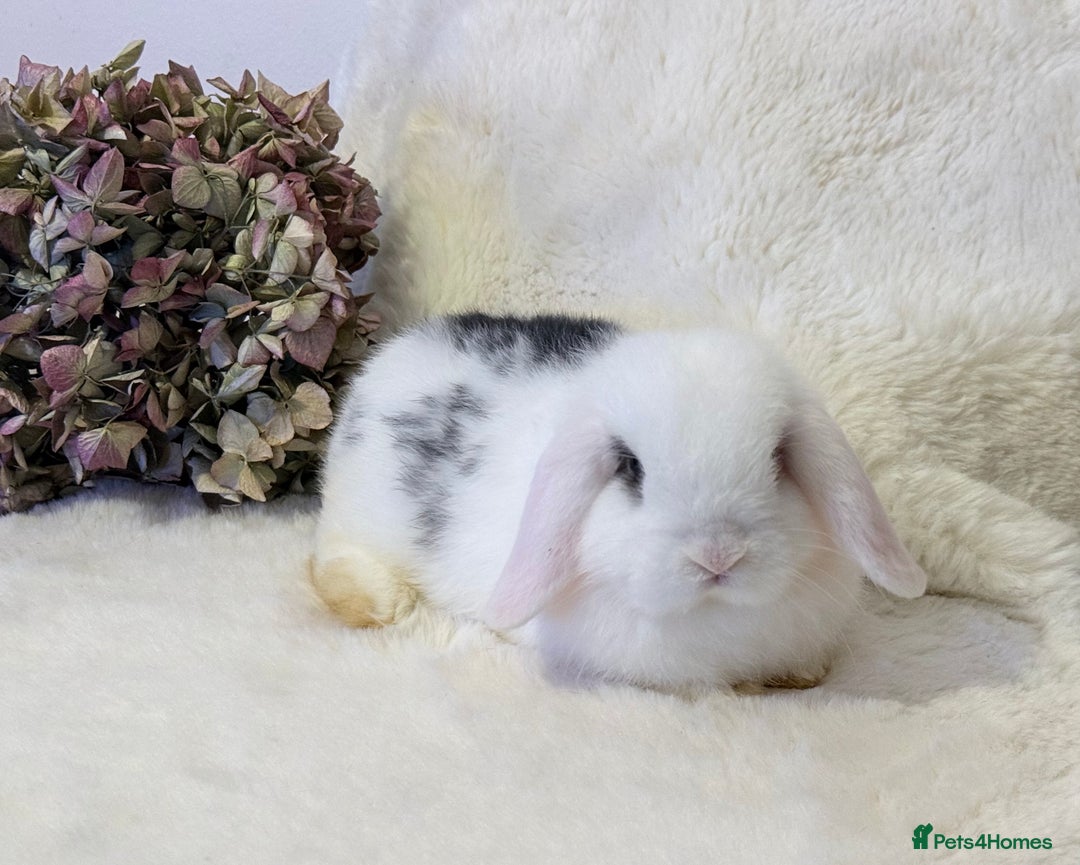 Mini Lop rabbits for sale: MiniLop Baby Boy ready now  - Advert 1