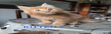 Maine Coon Kitten 1