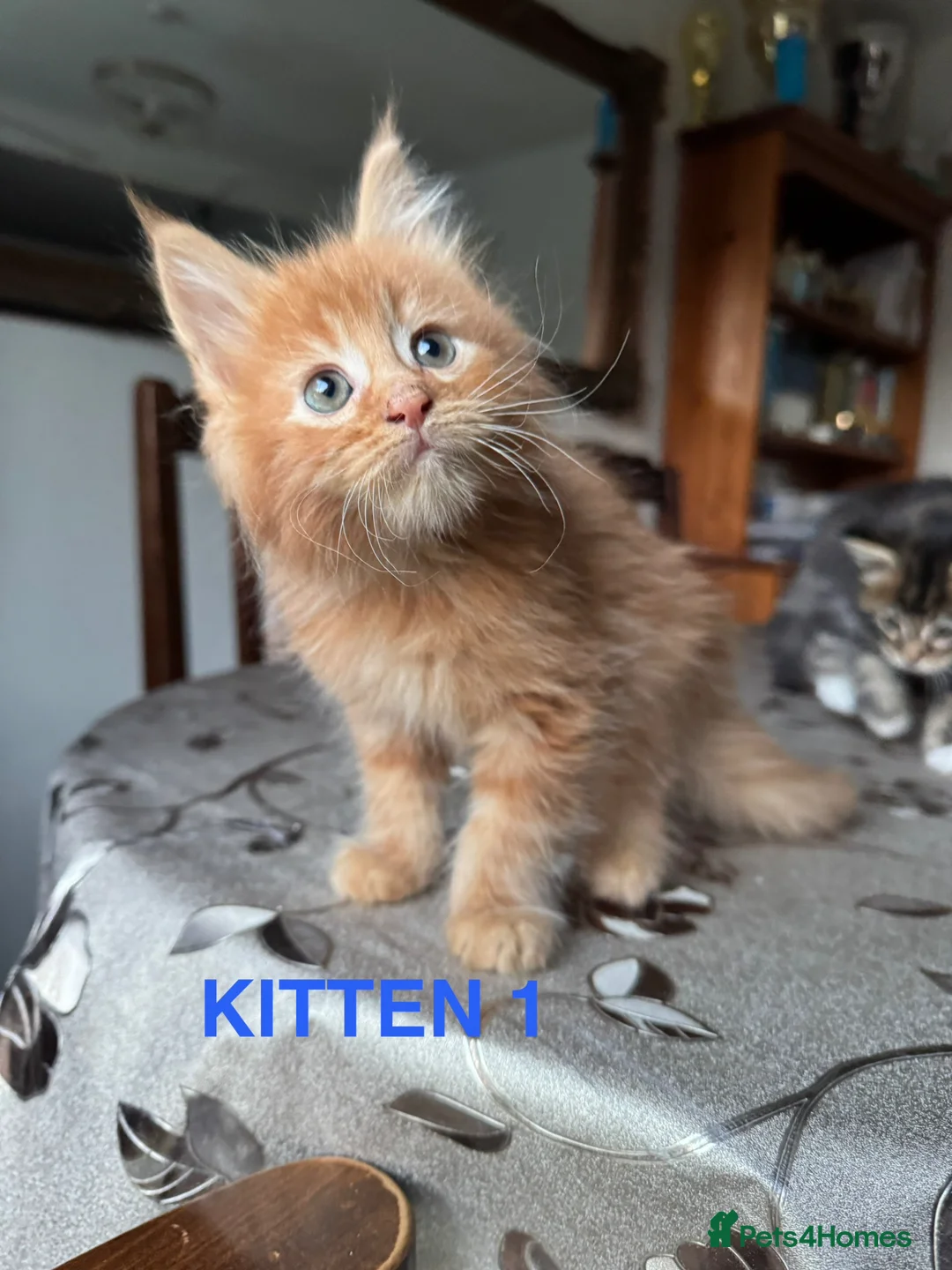 Maine Coon cats for sale: LARGE MAINE COON KITTENS - Advert 2