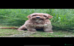 Double Doodle dogs for sale: Stunning Miniature Double Doodles - Advert 4