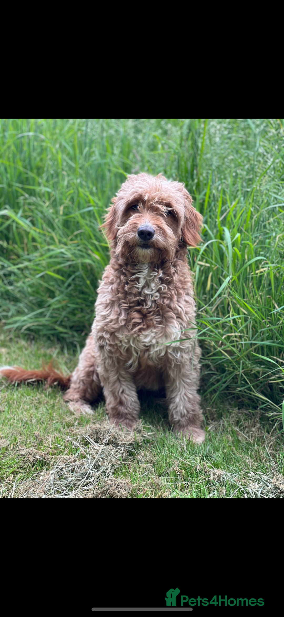 Double Doodle dogs for sale: Stunning Miniature Double Doodles - Advert 4